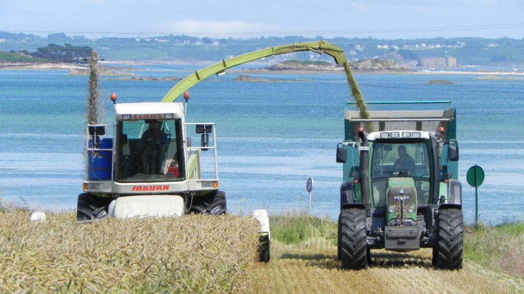 Prestation ensilage céréales immatures